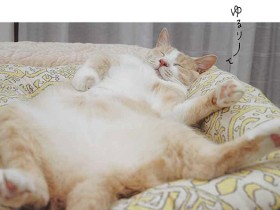 コロナ時代に猫の力を借りてリフレッシュ！　やさしい瞑想の入門書「ねこ瞑想」