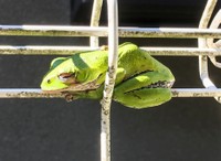 柵につかまりひなたぼっこするモリアオガエル