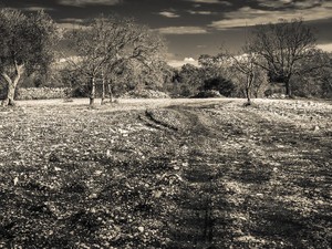 遊休農地はどう活用したら良い？ 活用事例や補助金について解説！