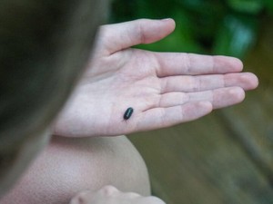 「ダンゴムシ」も日なたに残らざるをえない世の中で、頑張ってみたい