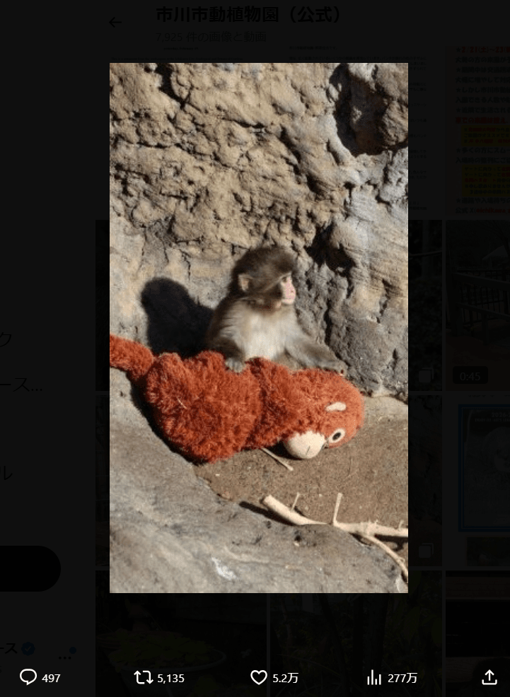 市川市動植物園の公式X（@ichikawa_zoo）より