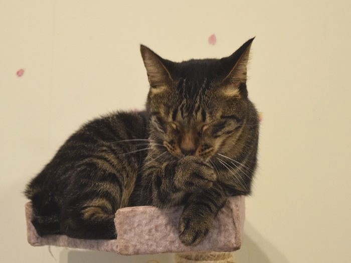 出会いを待つ保護猫＝ツキネコカフェ