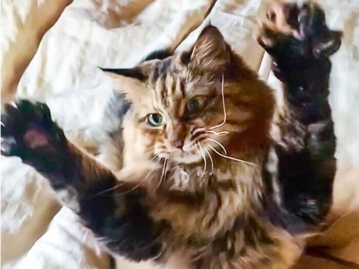 山本五十六meiji（いそめ）