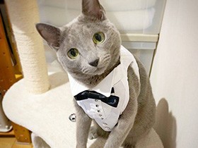 タレ目なロシアンブルー「ルイ」、時々「にゃわん」と鳴く