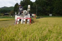 山田錦の収穫＝兵庫県西脇市黒田庄町