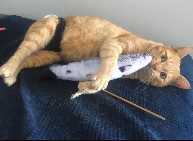 これボクの宝物だニャ