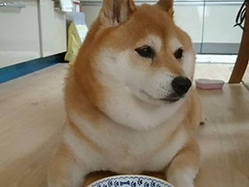 空のお皿をぺろぺろ…　ぽっちゃり柴犬「リップ」は食いしん坊