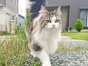 女神のお散歩は優雅に、りりしく　メインクーン「ペルセポネ」　