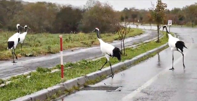 車を避けるように脇道へ移動しはじめた鶴（画像提供：マルピギアさん）