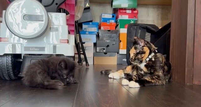 先住猫のごまちゃんに見守られる黒猫さん（「ねぎごま」さん提供、動画よりキャプチャ撮影）