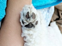 飼い主さんと一緒に昼寝中の小夏ちゃん。肉球がたまらなくキュート！（画像提供：イヌカワさん）