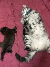 2年前の子猫と兄貴分の体格差