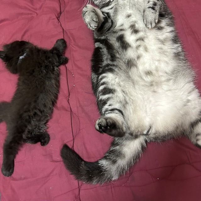 2年前の子猫と兄貴分の体格差