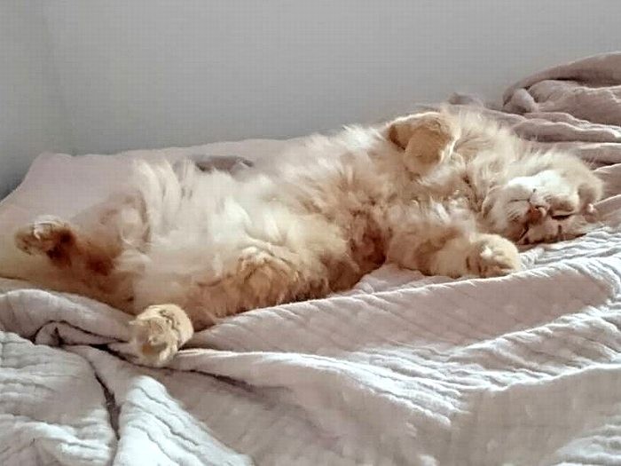 スヤスヤ、ヘソ天でおやすみ