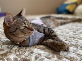 走るオシキャット「あんこ」の口には排水溝の水切りネット　家中に生ゴミが散乱！