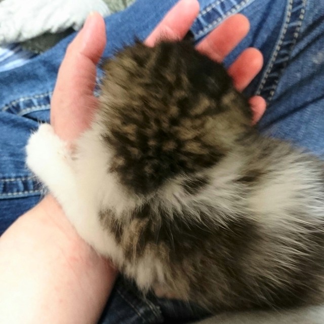 この柄では、砂利と同化して見つかりにくいかも…。よく声を上げたね。えらかった