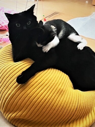 敦子さん宅の先住黒猫に教育的指導を受ける