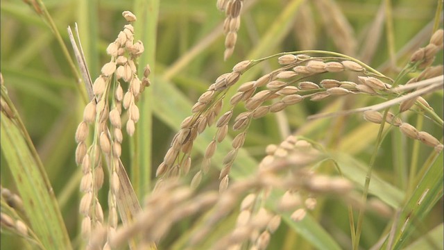 米の作況指数　岡山は99、香川は101でいずれも平年並み
