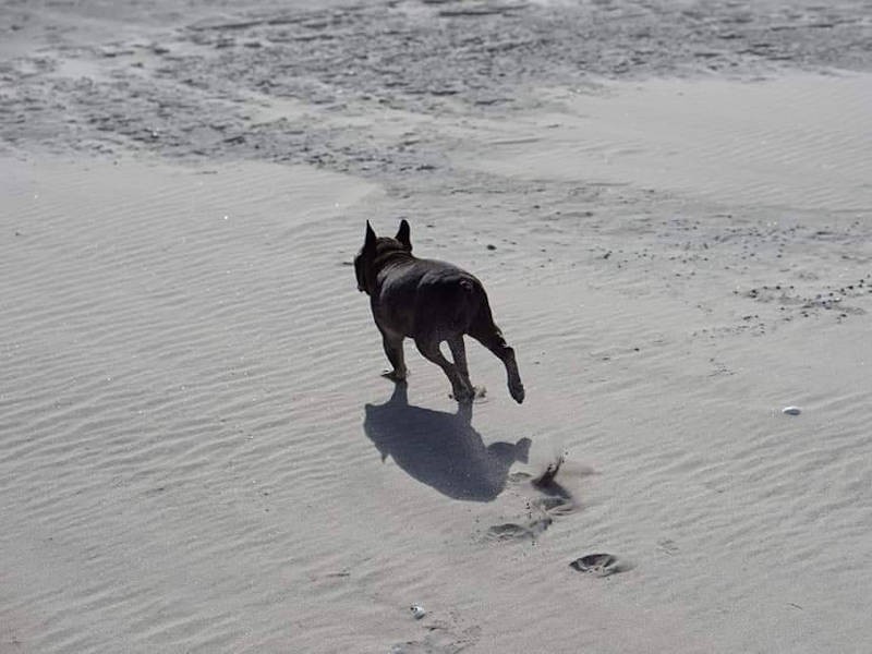 一生懸命走る後ろ姿もいとおしい（高橋店長提供）