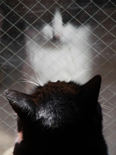 「外に出たい……」（小林写函撮影）