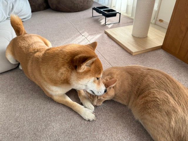 寄り添い合う、おかかくんときんぴらくん（画像提供：おかかときんぴらさん）