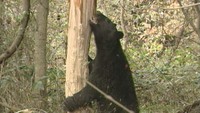 津山市でクマの目撃情報　注意を呼び掛け　岡山
