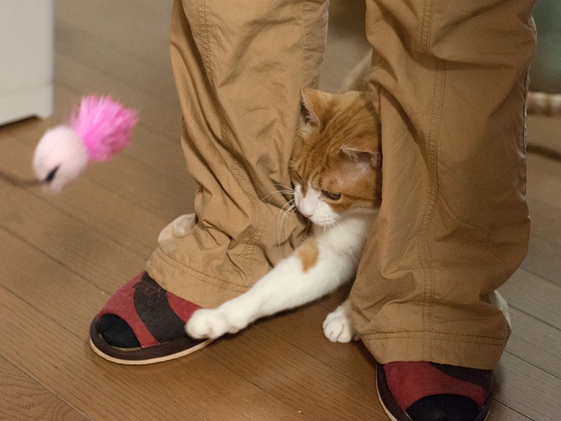 「あれ？いない」（小林写函撮影）