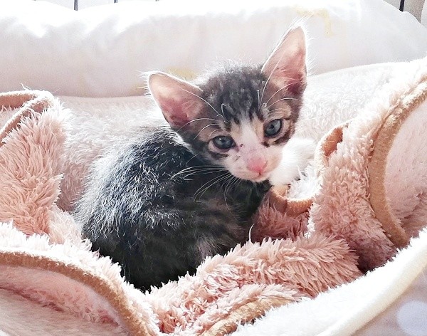 お迎え初日、生後1カ月半顔が汚れていたくうちゃん（画像提供：Ｙさん）