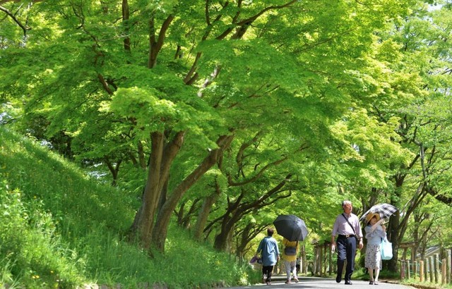 鮮やかな新緑…いい季節です