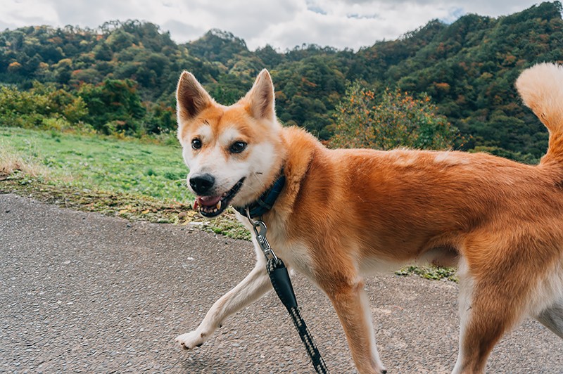 散歩は特別な時間。気持ちよさそうに駆け、笑顔を見せた「アクア」（2013年10月28日撮影）