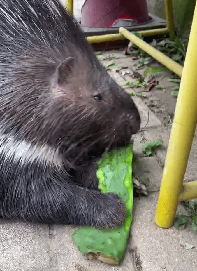 ちょっと持ちにくそうなチャーハン
