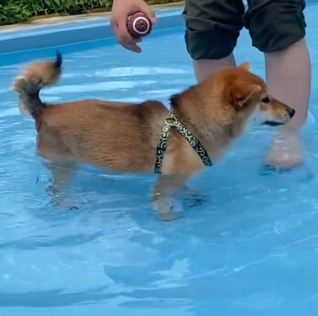 きなこちゃん「泳……あれ？」（動画からキャプチャー／提供：柴犬きなこさん）