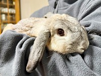 ママの腕にアゴをのせて目をぱっちりと開けた桃子丸ちゃん（画像提供：ちくわMark2さん）