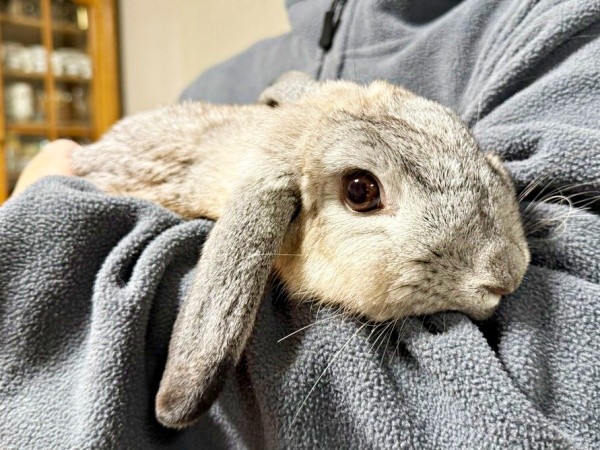 ママの腕にアゴをのせて目をぱっちりと開けた桃子丸ちゃん（画像提供：ちくわMark2さん）