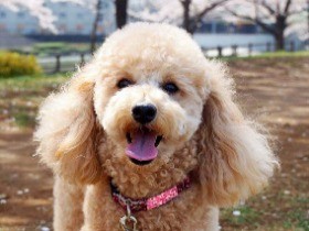 トイプードルＣＯＣＯ「パパの抱っこ大好き」　ダイエット中