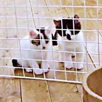 「行っちゃった…」 ママ猫たちを見つめる（左から）リンちゃん、獅子丸くん（画像提供：奥多摩ラフティング・カヌー・カヤック・SUP／コンセプトさん）