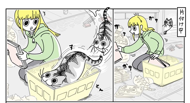 様子を見ていたキュルガちゃんが、箱に入っちゃった（提供：キュルZさん）