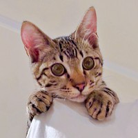 生後5カ月を迎えたひらりくん（画像提供：とららさん）