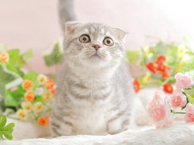 人気猫スコティッシュは「病気になりやすい」？　猫専門医が解説