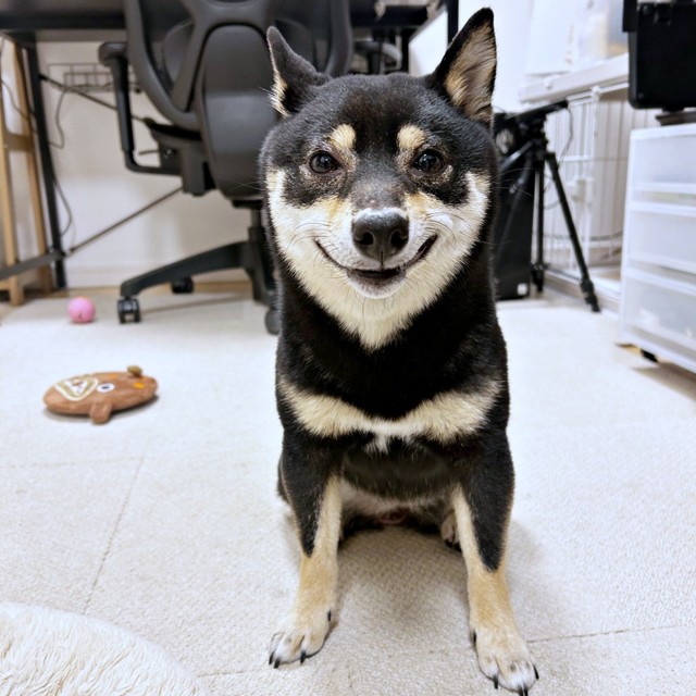 飼い主さんにイタズラを仕掛けようとしているごまちゃん（画像提供：豆柴ごま娘さん）