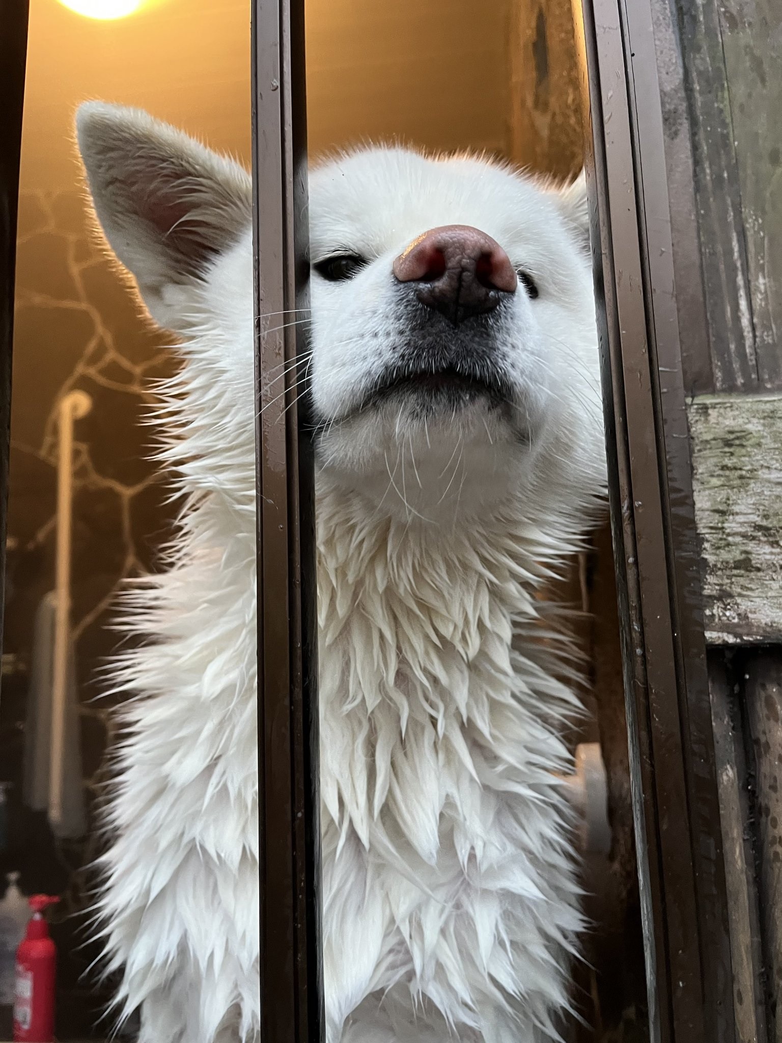 ❤超高耐荷重20kg❣2箇所から顔が出せてペットが怖がらない♪❤4輪ペットバギー ❤超高耐荷重20kg❣2箇所から顔が出せてペットが怖がらない♪❤4輪