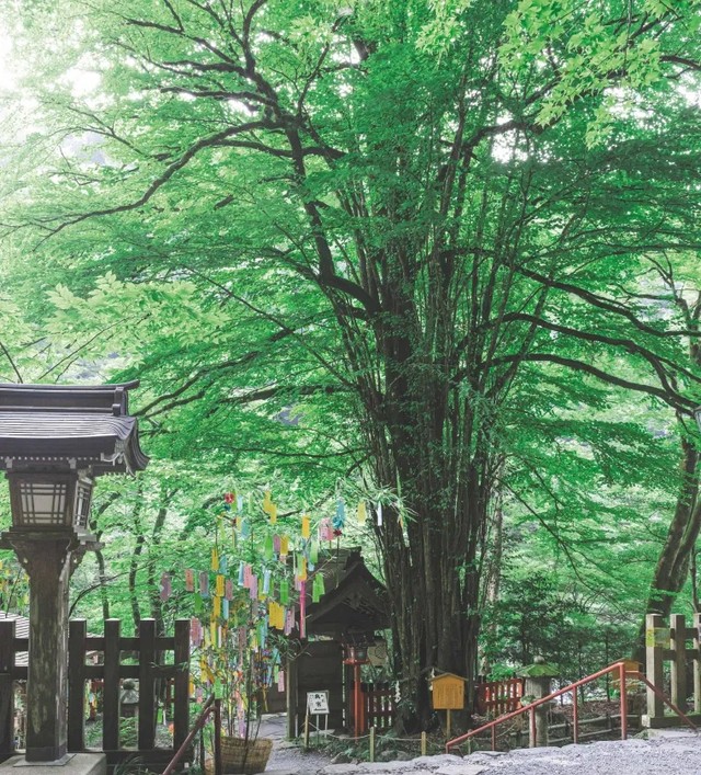 空気と水が浸透するための通気浸透水脈を施したことで、水が流れやすく、植物が呼吸しやすい環境に変化。力強さ、瑞々しさを取り戻した御神木のカツラ。（提供：貴船神社）
