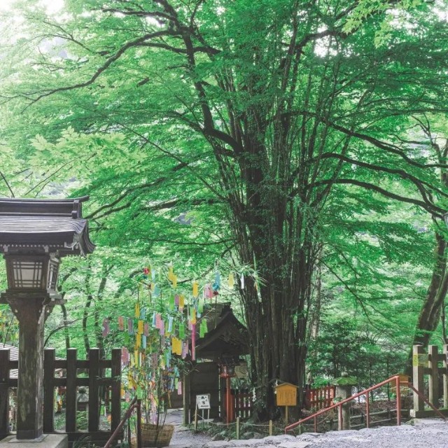 空気と水が浸透するための通気浸透水脈を施したことで、水が流れやすく、植物が呼吸しやすい環境に変化。力強さ、瑞々しさを取り戻した御神木のカツラ。（提供：貴船神社）
