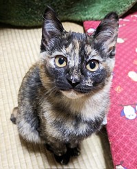 きゅるんとした瞳がキュート！ 飼い主さんを見上げるサニーちゃん（画像提供：popncatさん）