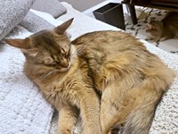 リラックスモード中のイカ耳もーーすやすや眠るコン太くん（画像提供：とりねゆこさん）