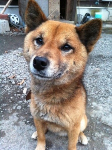 野性味溢れる漢、ジャックバウアー　（後藤郁さん提供）