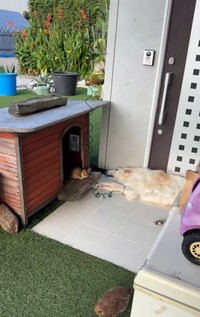 朝の散歩へ出かけようとした飼い主さん。小屋をのぞくと…（「BARON（バロン）」くんの飼い主さん提供、Instagramよりキャプチャ撮影）
