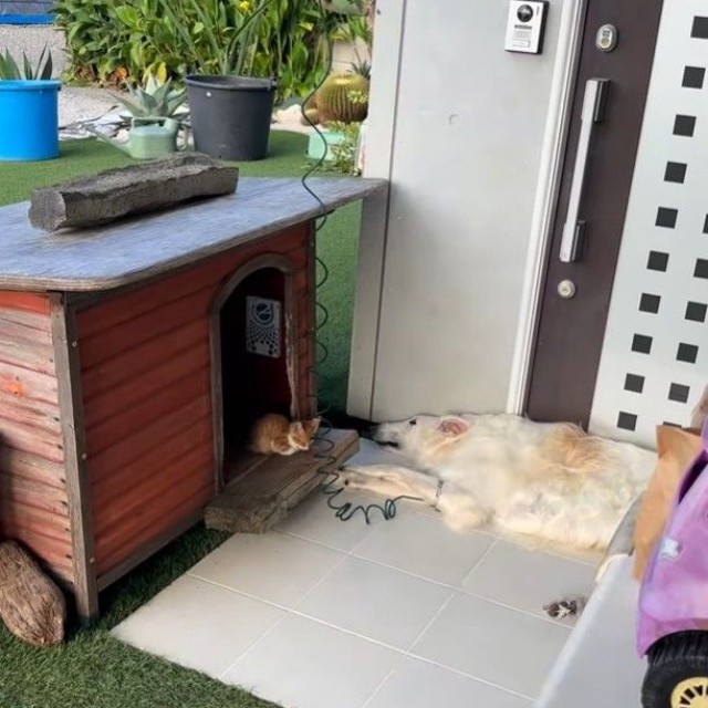 朝の散歩へ出かけようとした飼い主さん。小屋をのぞくと…（「BARON（バロン）」くんの飼い主さん提供、Instagramよりキャプチャ撮影）
