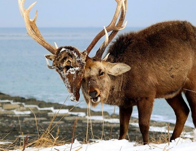 Wild stag spotted with dead rival’s head stuck in its antlers | The Asahi Shimbun Asia & Japan Watch