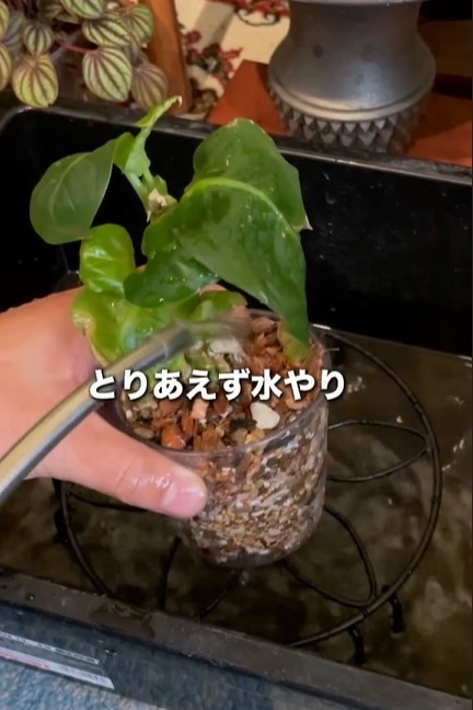 購入してすぐの植物は環境の変化に対応するために成長を止めることも。その状態で必要以上に水をやることは、根を傷めてしまう原因になるそうです（提供:さくまる 観葉植物再生プロジェクト）
